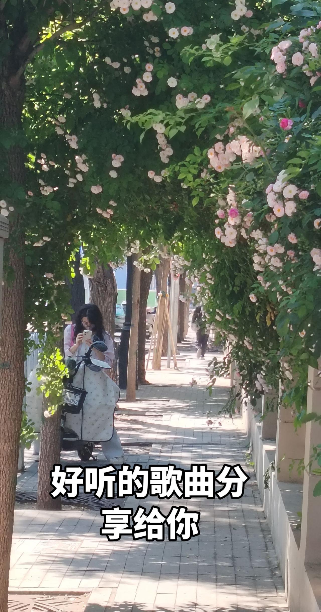 抖音玩法合伙人计划 情绪音乐玩法新风向 生活随拍 蔷薇花墙惊艳了初夏