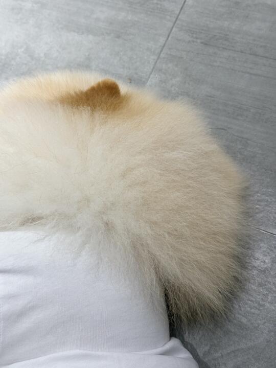 黄子韬同款芒果核发型