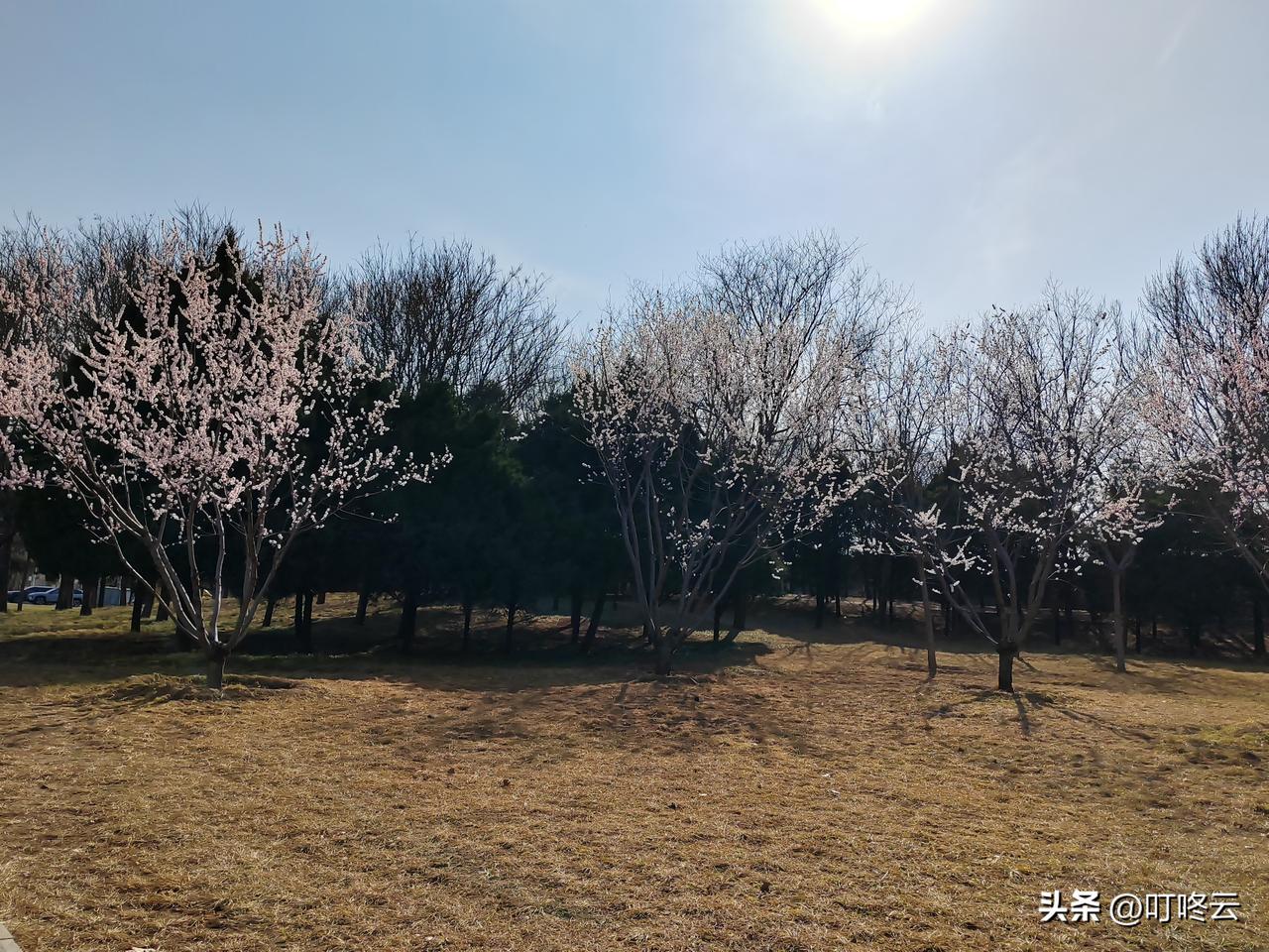 三月北京，花事正盛！北京的三月，风里终于褪去了料峭的寒，把一整个冬天的沉闷都揉碎