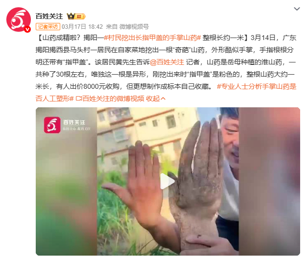 村民挖出长指甲盖的手掌山药广东揭阳村民挖出“手掌山药”，长约一米，五指分明带粉嫩