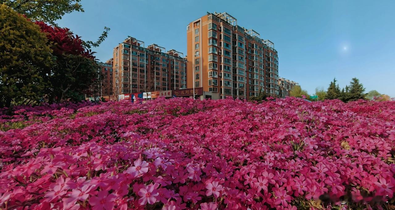 红红火火的芝樱花，染红了小城大地。