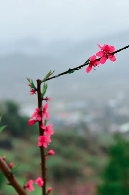 上联：风吹春柳一堤绿，邀下联雨润桃花万山红。