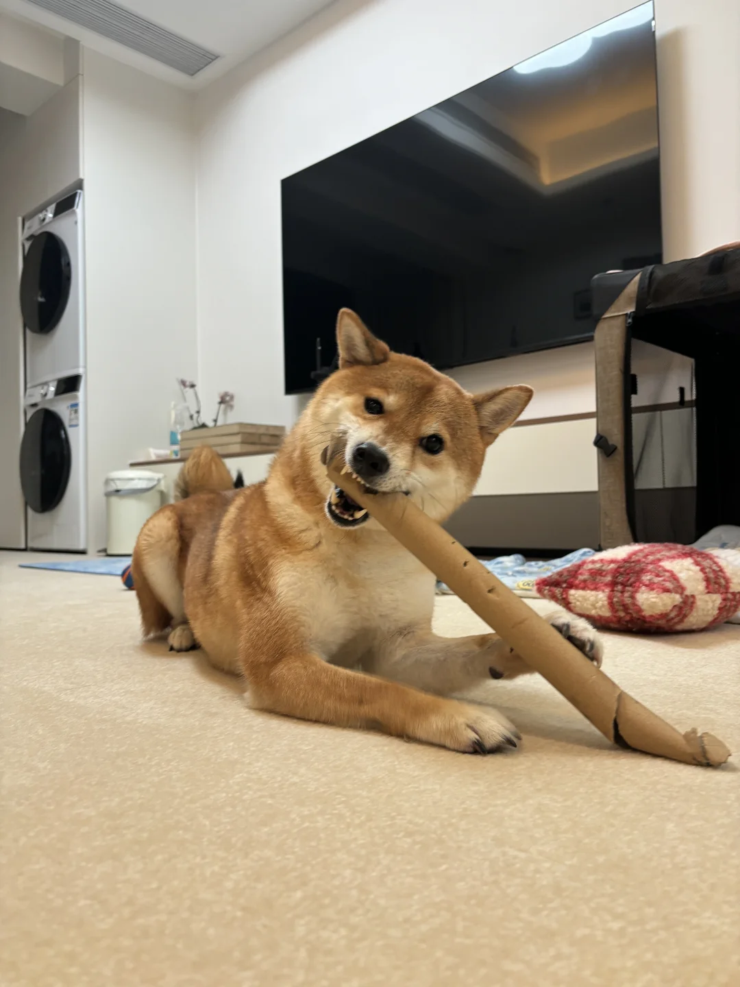 养小狗的金钱和时间优先级分配