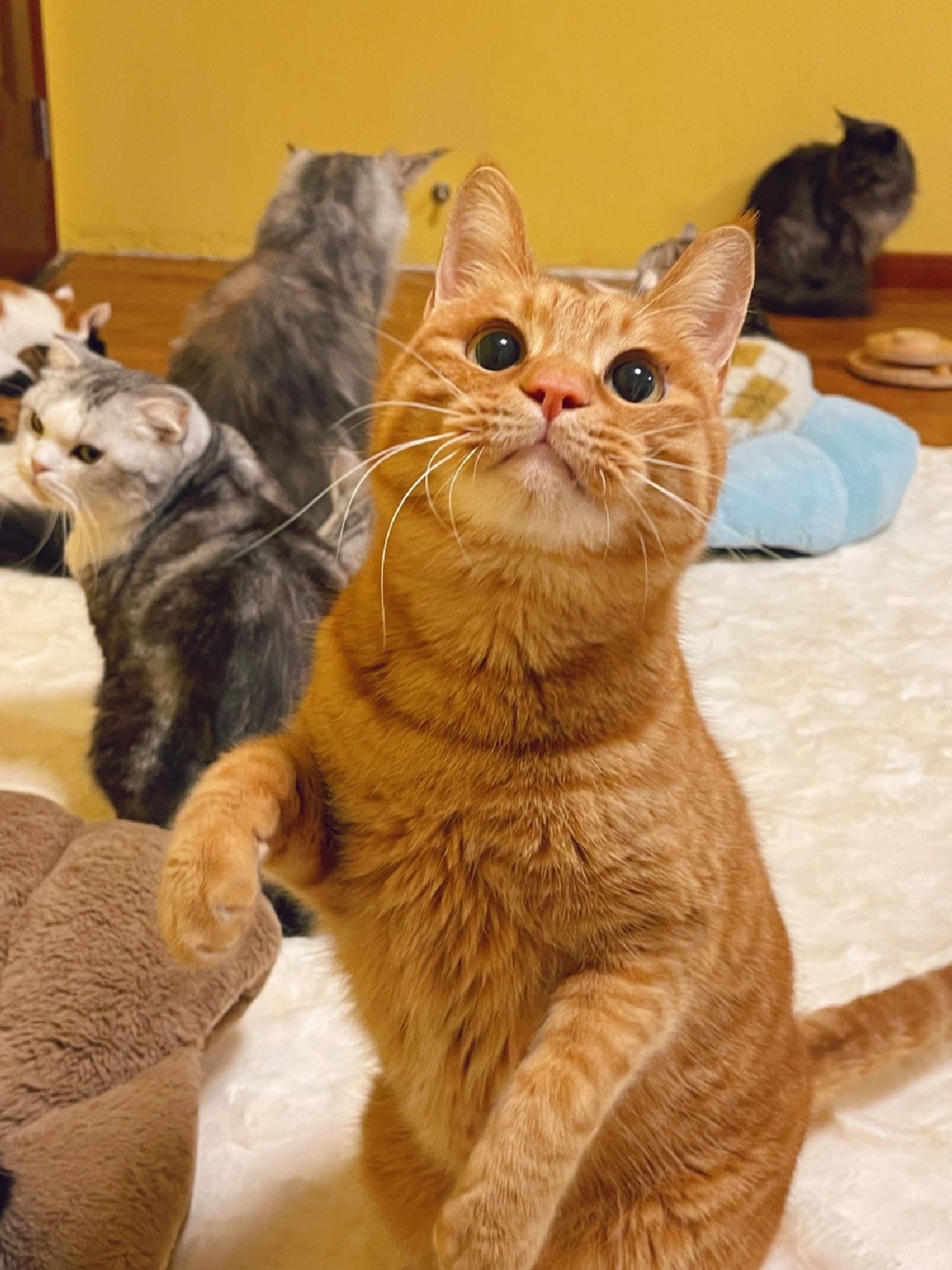 猫咖倒闭后 猫咪居然还有退休金❓