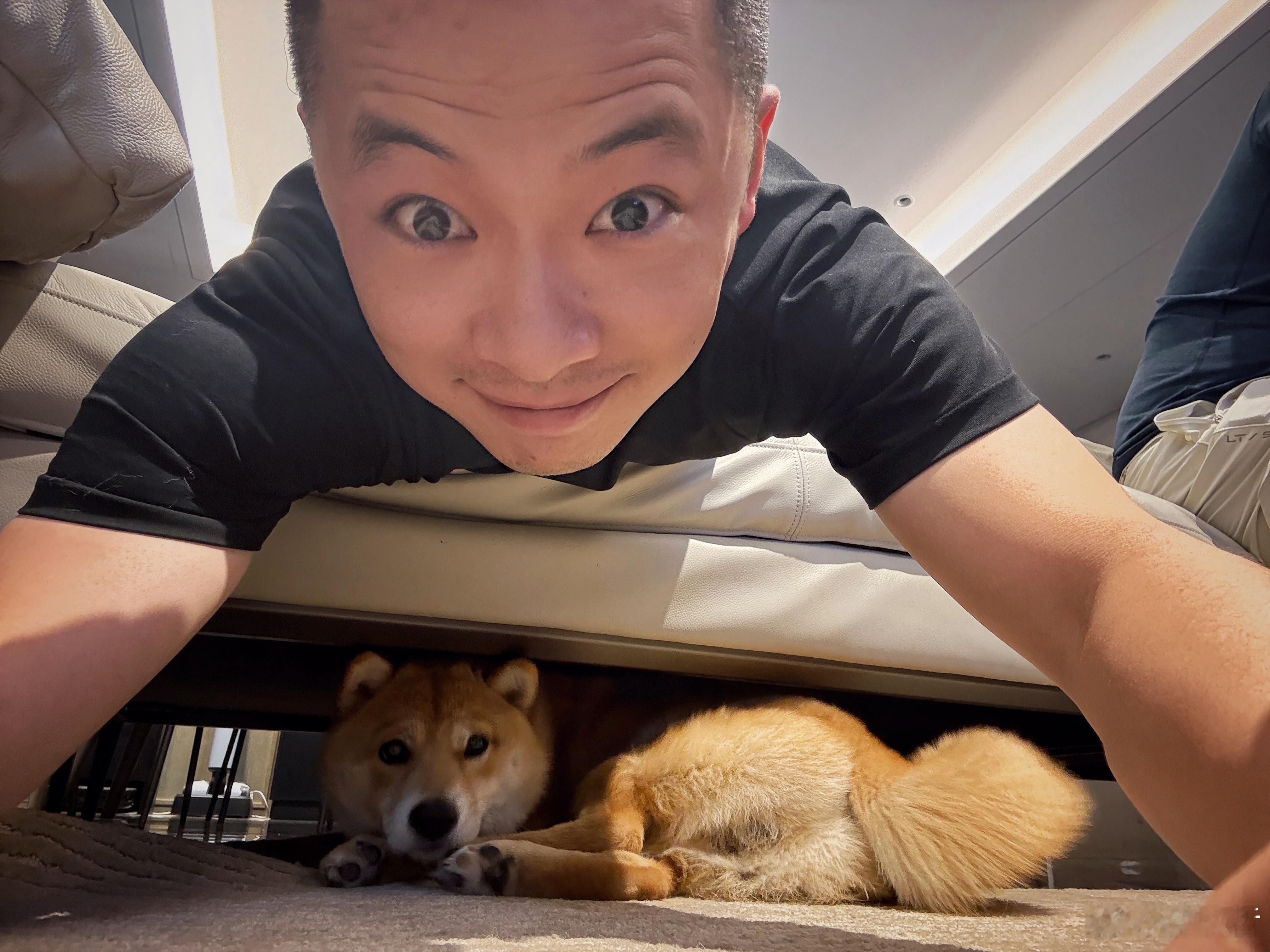 太狗了，十个月的柴犬已经长这么大了🐶欣哲频道狗 ​​​