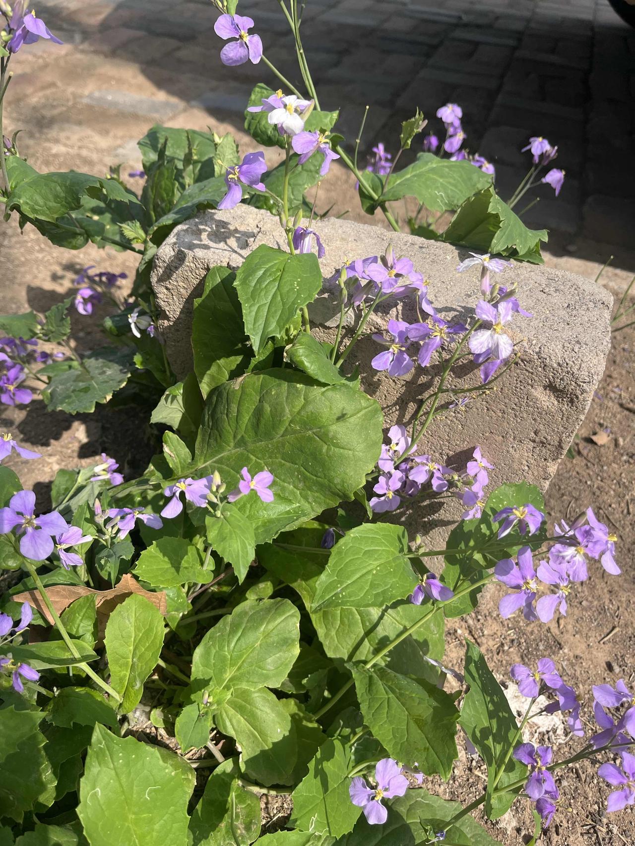 人间草木

🌳世间万物皆有情，难得蕞是心从容。