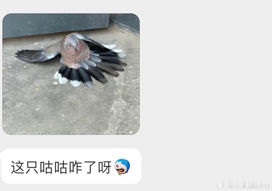 一屁股坐地上的【珠颈斑鸠】裙子还挺好看🙊估计撞玻璃了 ​​​