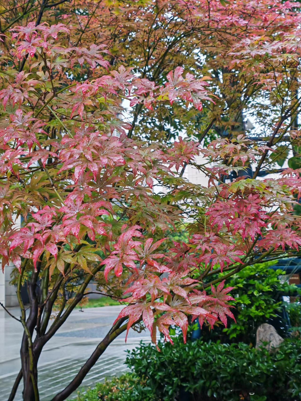春叶如火，美不胜收！🍂🍁🍂异乡游人,你喜欢西安的美食吗? 你喜欢山水画吗 