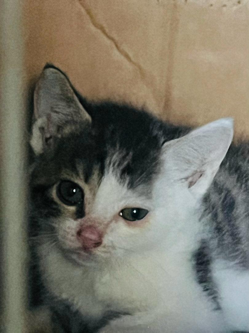 发现楼道里有小🐱 