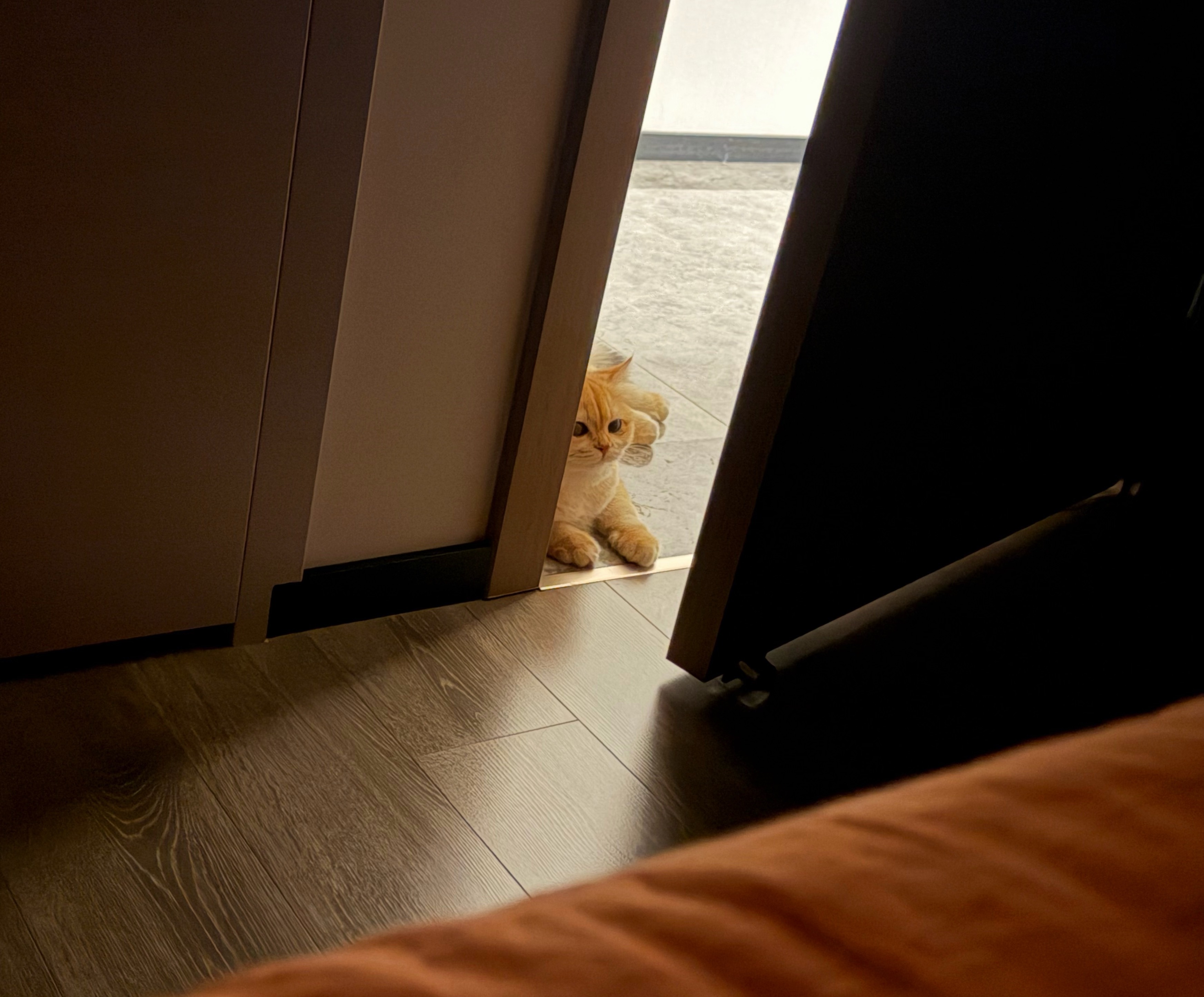 只有我的小猫是真正属于我的