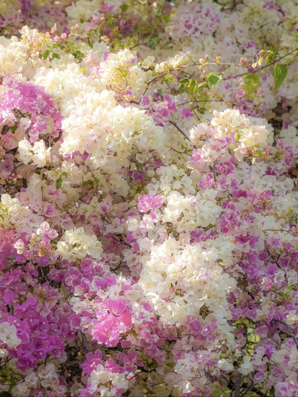 盛开的三角梅藏着春天的浪漫，送给每个路过的人。一树繁花，一院春色，三角梅开，温柔