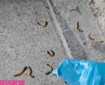 安徽有女子拆快递时，突然看到快递里有十几条约一厘米多长的活虫子，女子立马被吓一跳