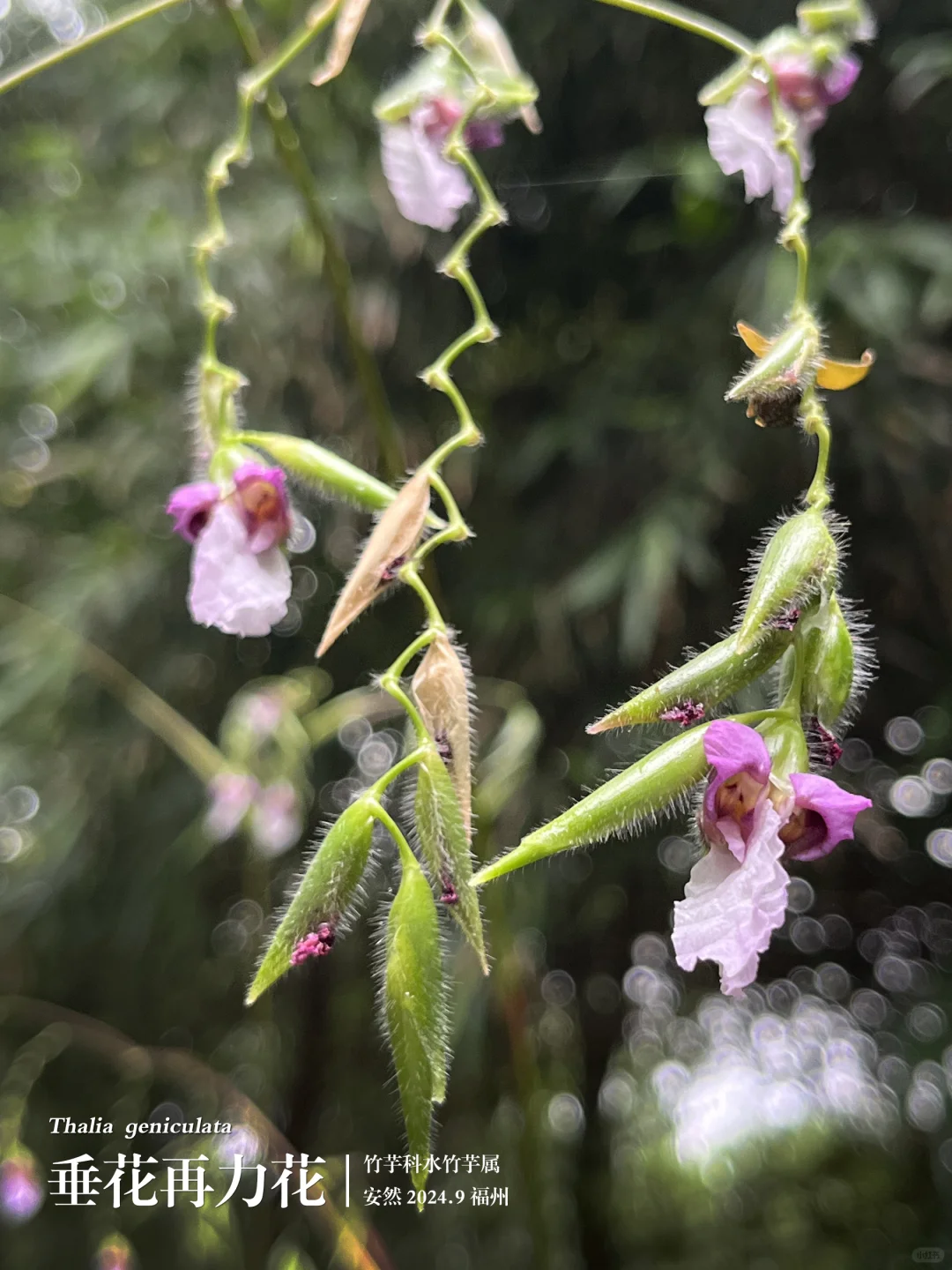 福州植物打标447｜优雅迷人的垂花再力花