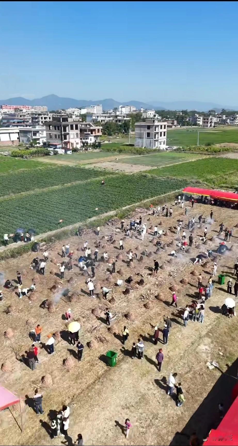 真正的大番薯！一年一度的玉林大番薯节又开幕了！ 
玉林番薯 钦州大番薯 玉林蕃薯