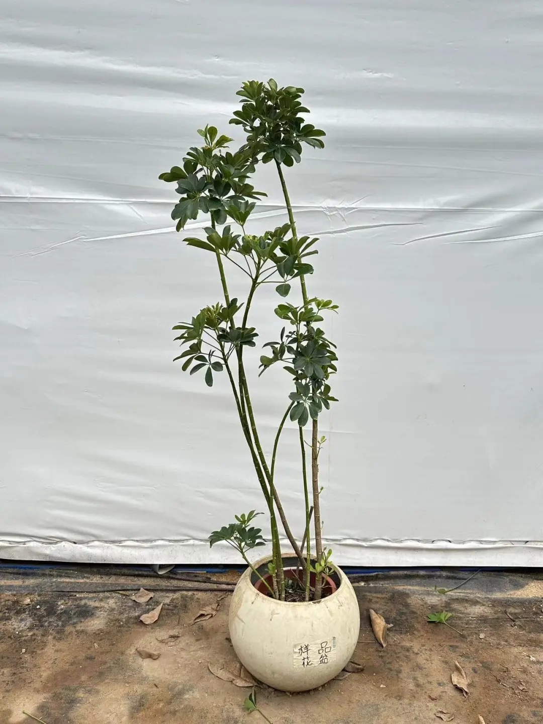 这18种造型鸭脚木一定要您喜欢的～姐妹快来