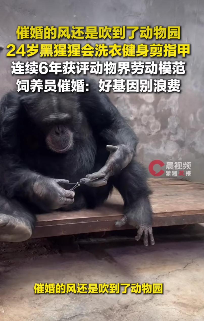 不管是男人还是猩猩，老实人终究是不如小黄毛吃香啊！

重庆网红黑猩猩渝辉，妥妥具