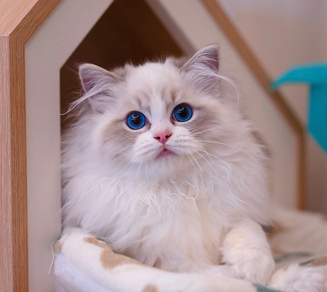 肥肥猫如其名，年后就是深圳户口了。替姥姥多吃几口烧鹅 ​​​