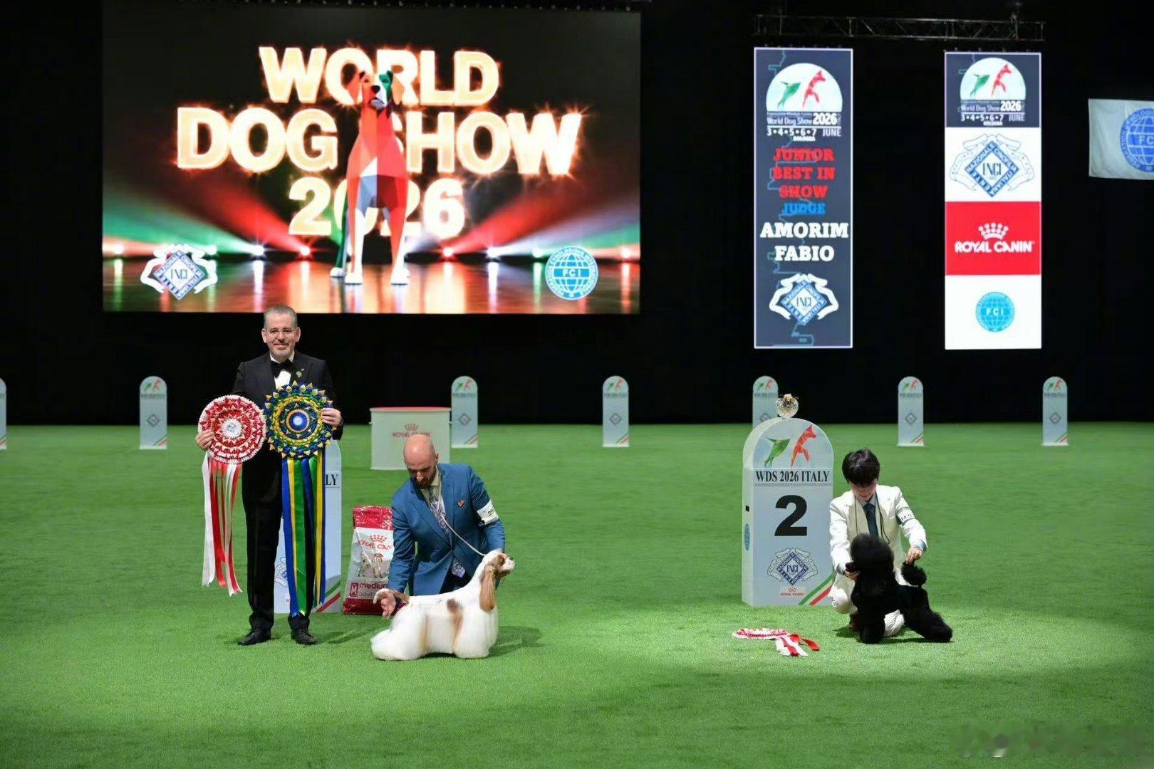 霍思燕报喜世界杯犬展中国队创纪录2026世界杯犬展上，霍思燕带着两只贵宾犬狂揽大