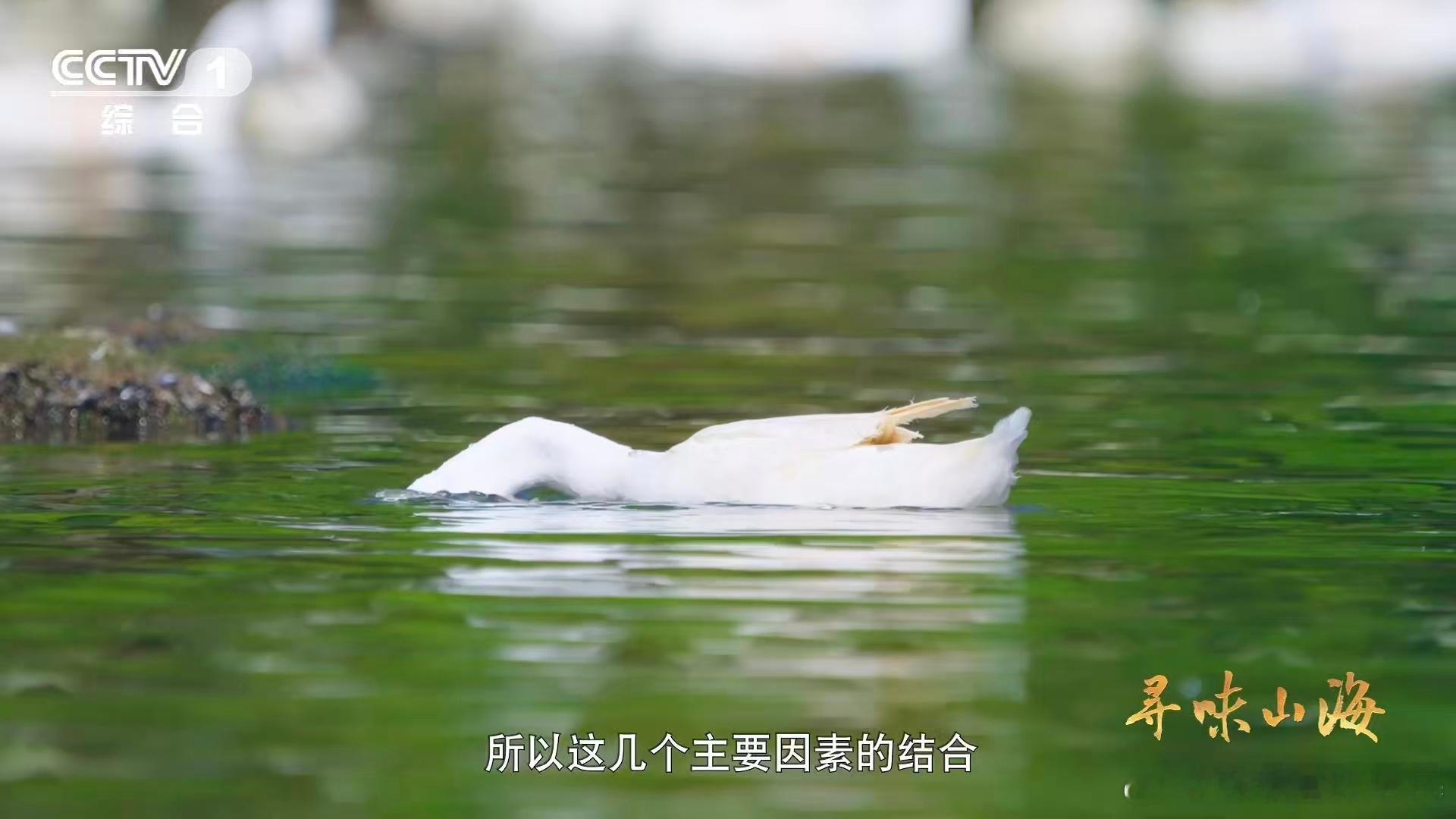 福建有种鸭越老越贵福建连城的白鸭看着瘦，实际营养超足，妥妥的营养担当，平时吃不仅