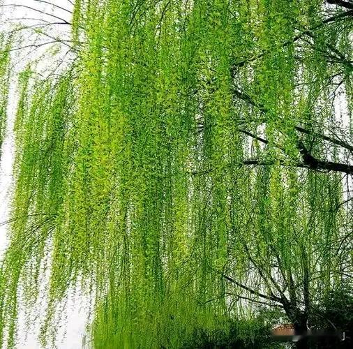 【原创】/刘忠学

上联：竹叶滴银露
            平仄平平仄
下联：