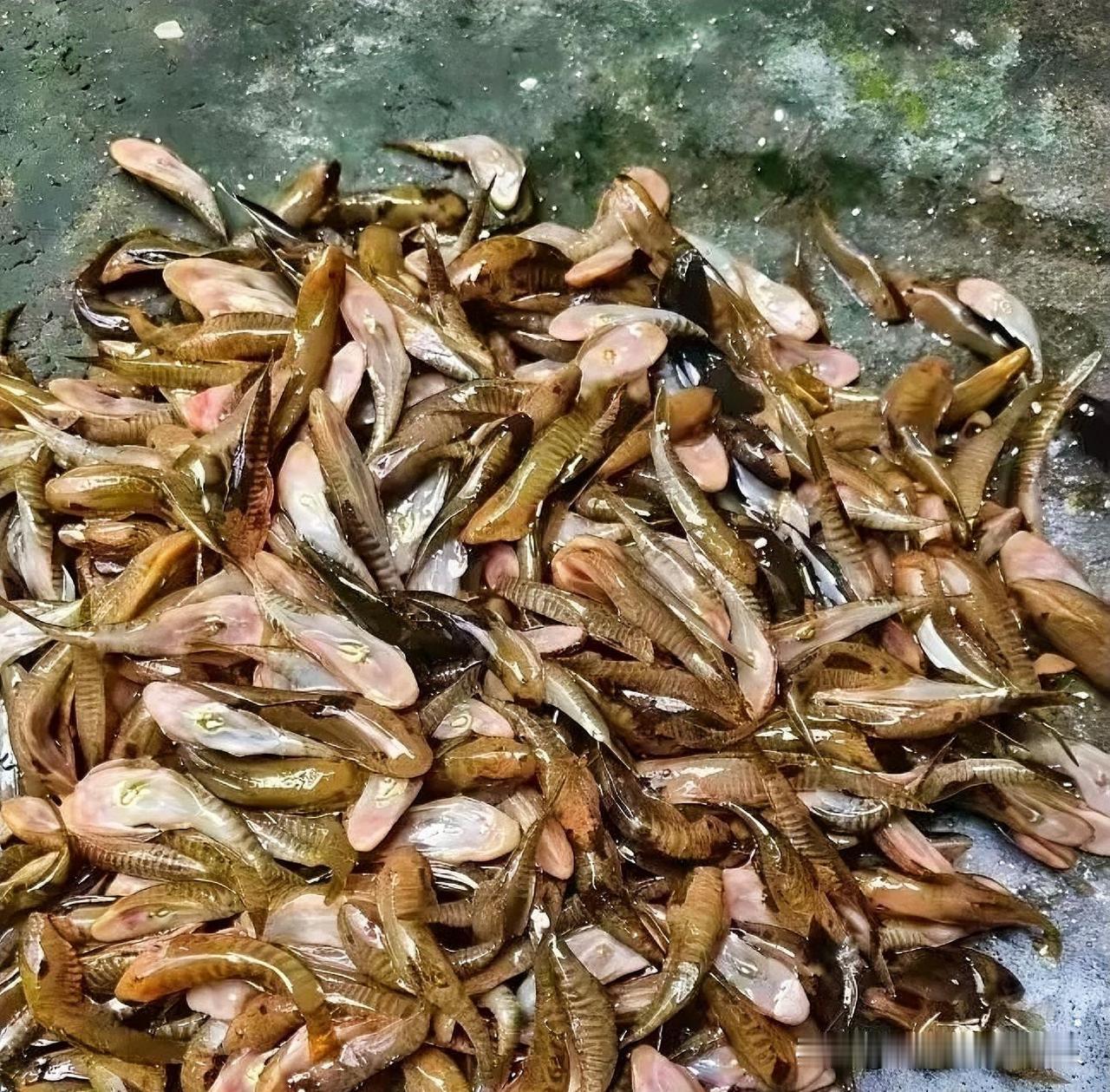 小石头鱼，25一斤