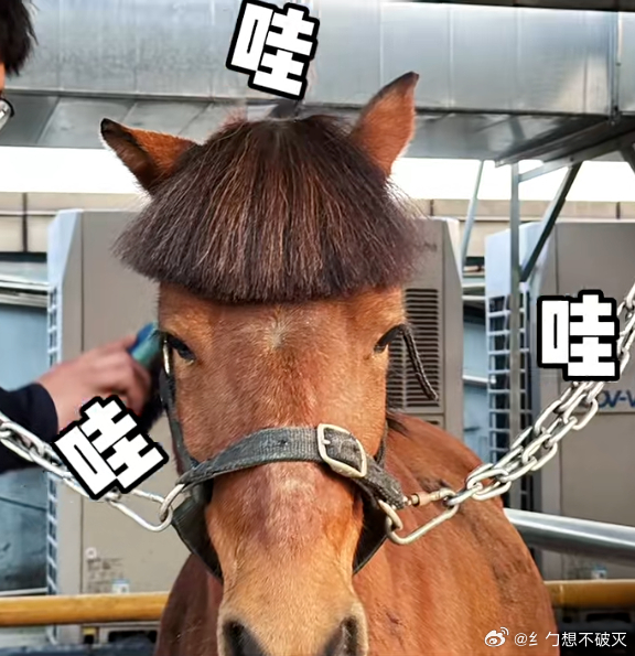 双11代言是一匹马 必须夸爆小马的妆造！刘海整齐又好看，对比我那剪残的刘海，瞬间