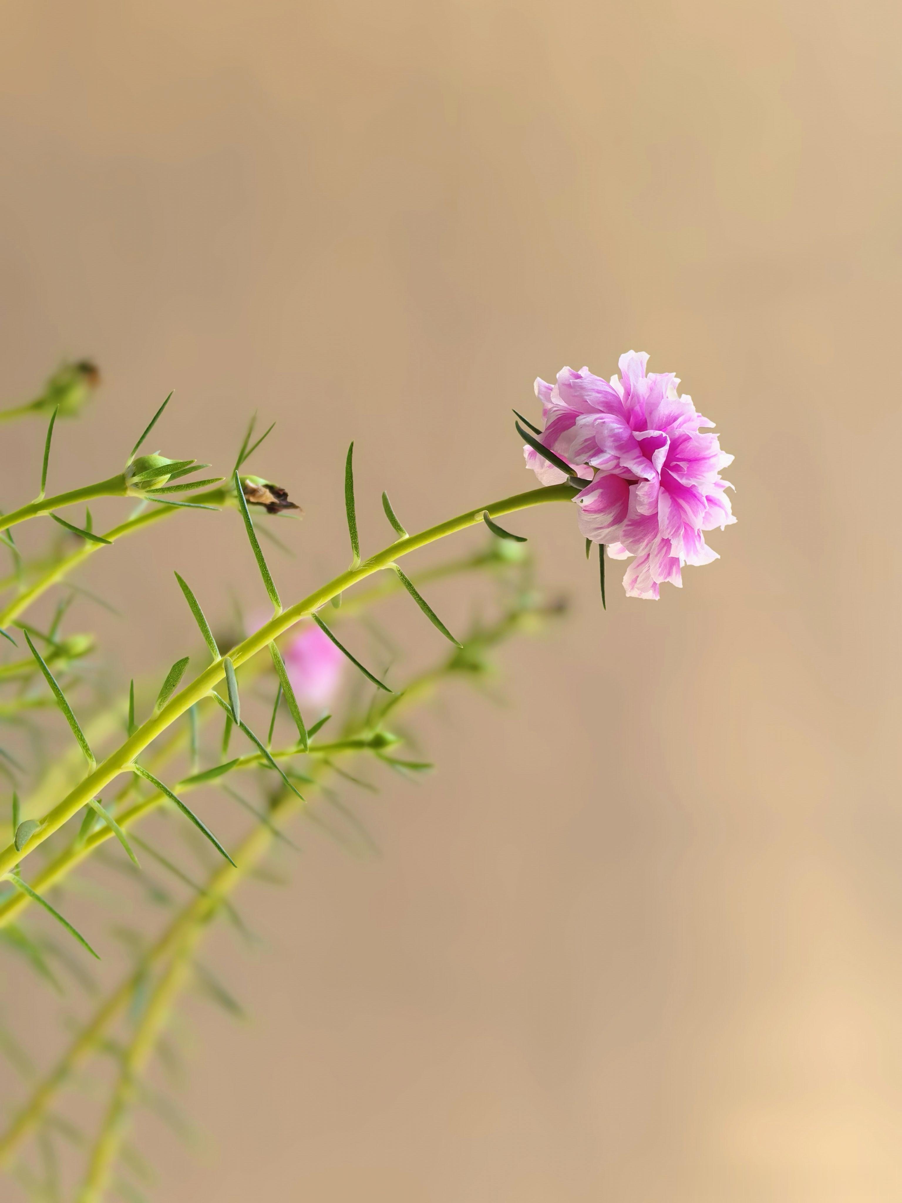 这个天气，只能靠花花草草来拯救我了 