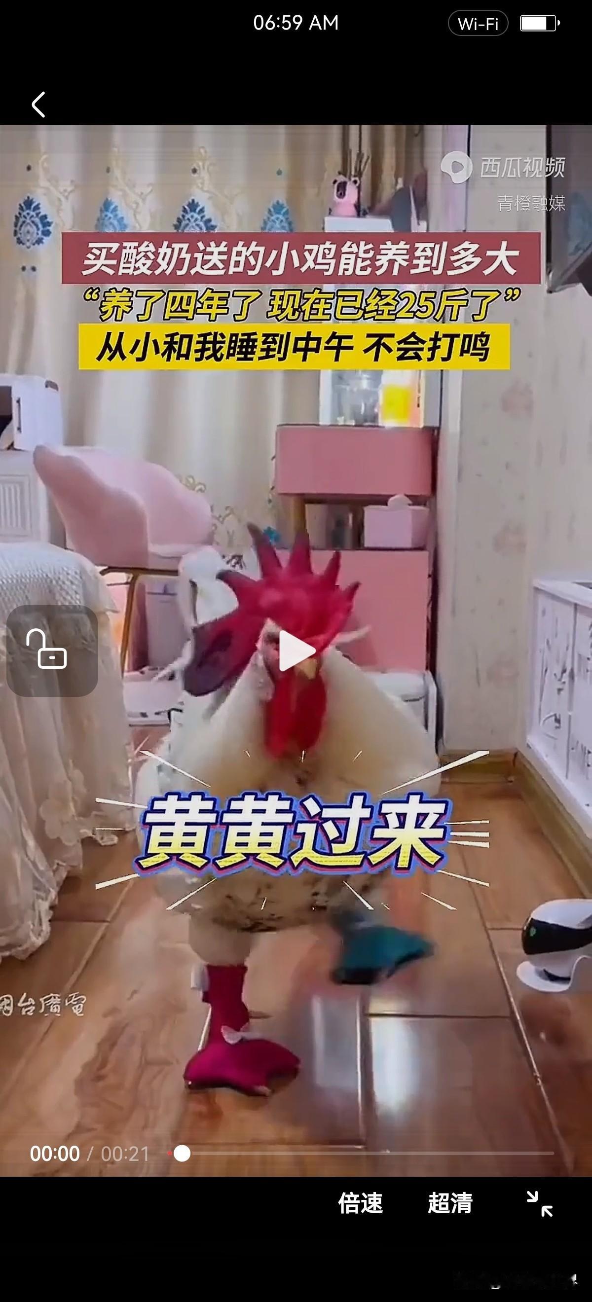 四年了，25斤重，这是公鸡中的战斗机！

女子养了只公鸡做宠物，已经四岁，体重达