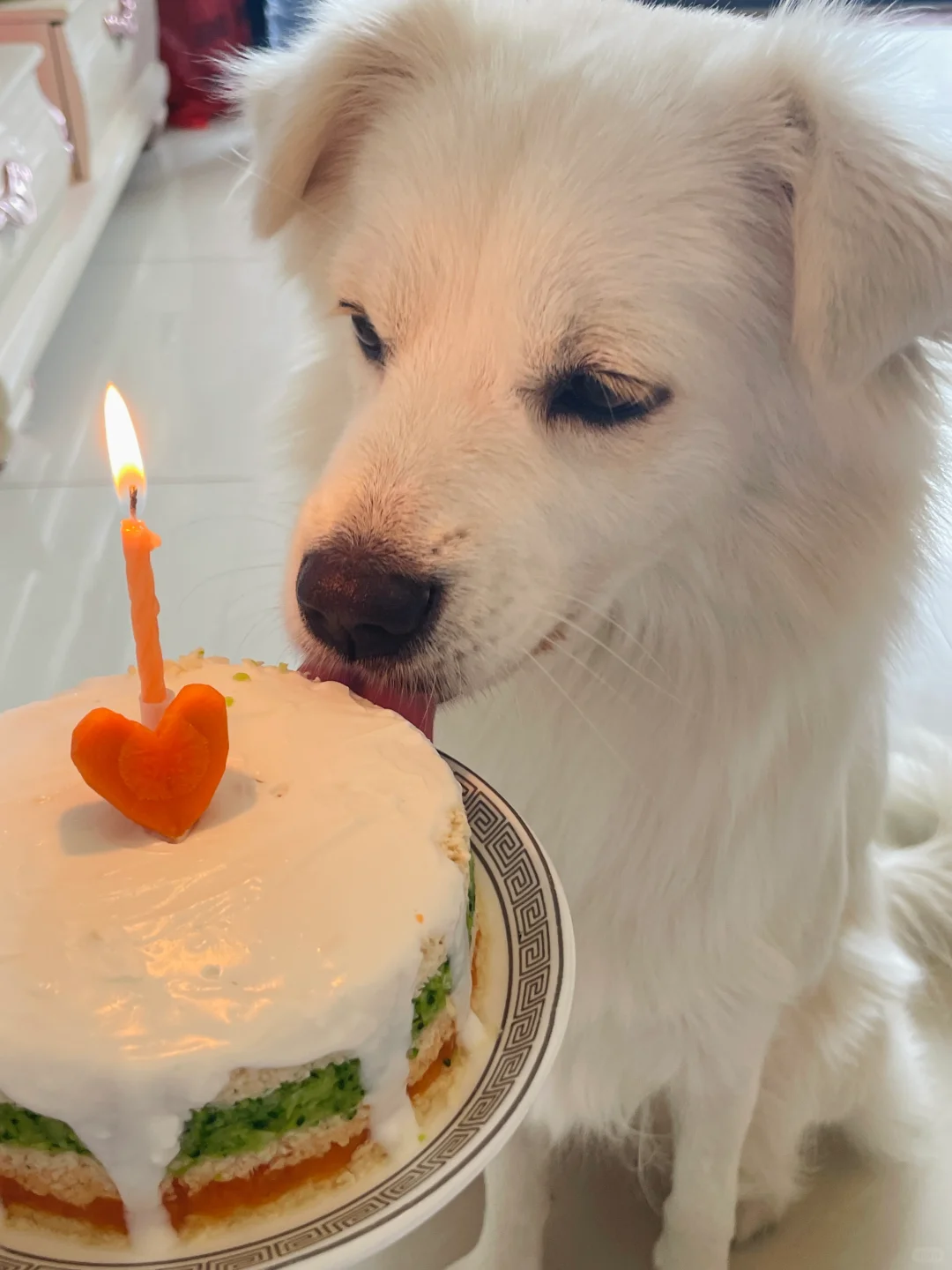 请暂停一下 让我们祝这只小狗生日快乐吧🎂