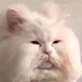 猪根读读科技