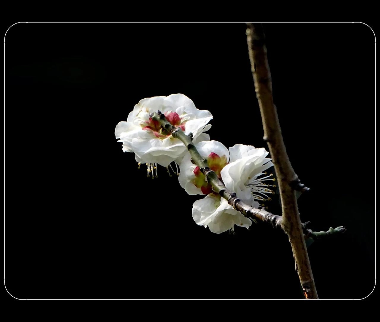 《白色的梅花》
梅花，花瓣太洁净了。朋友说是杏梅，应该是，和杏花太相像了。最后两