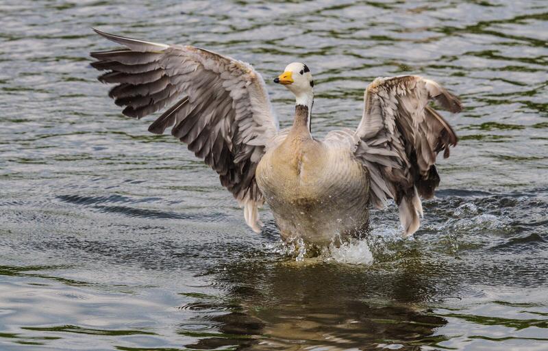 夏夏爱头条这副对联堪称绝妙！上联“鹤汀烟渚，寒梅傲雪凝香韵”，瞬间将人引入一幅清