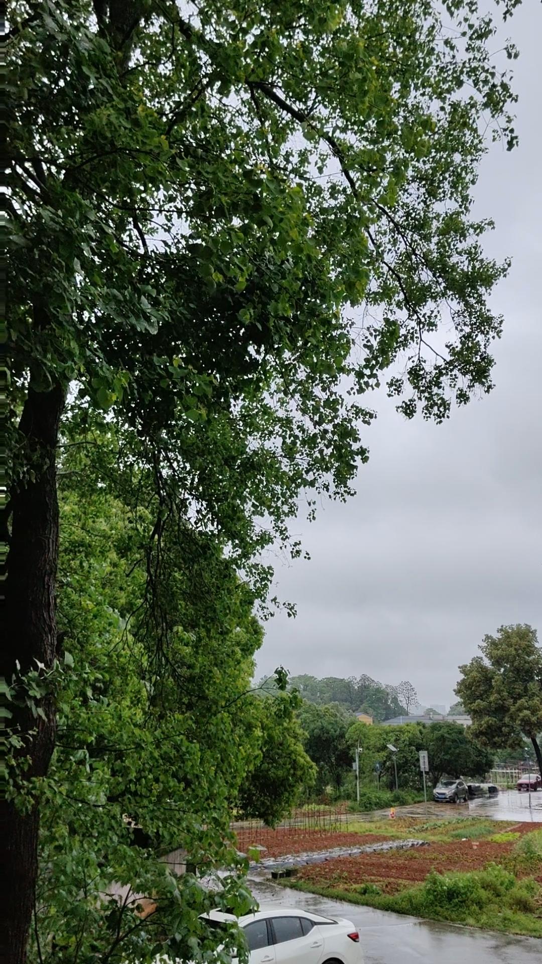 今日天色沉沉，

细雨绵绵。

风吹来都是凉的，

心情也跟着蒙上一层灰。

没