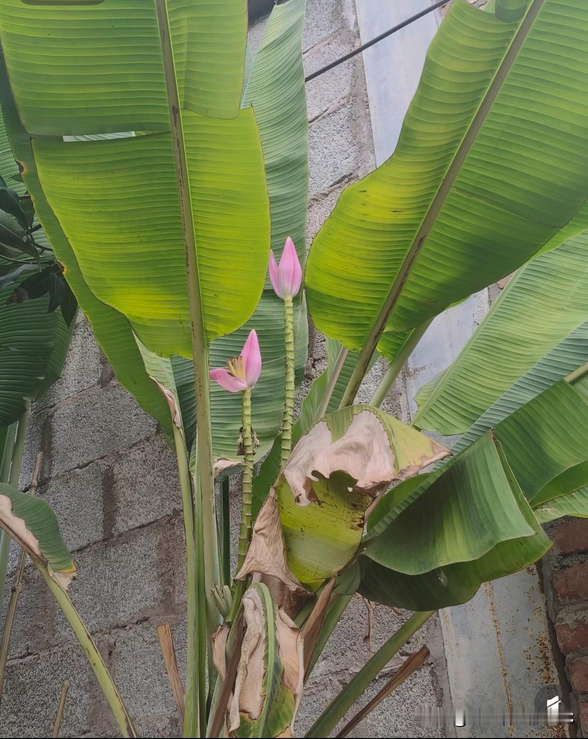 芭蕉花
