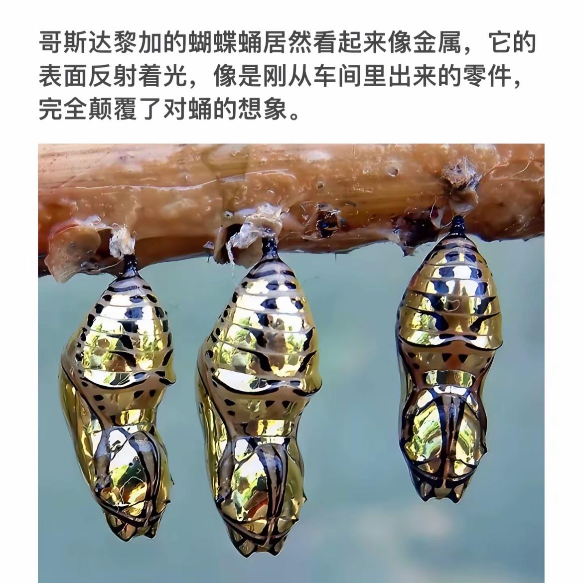 三个闪亮的蛹挂在树枝上，真像金属零件。