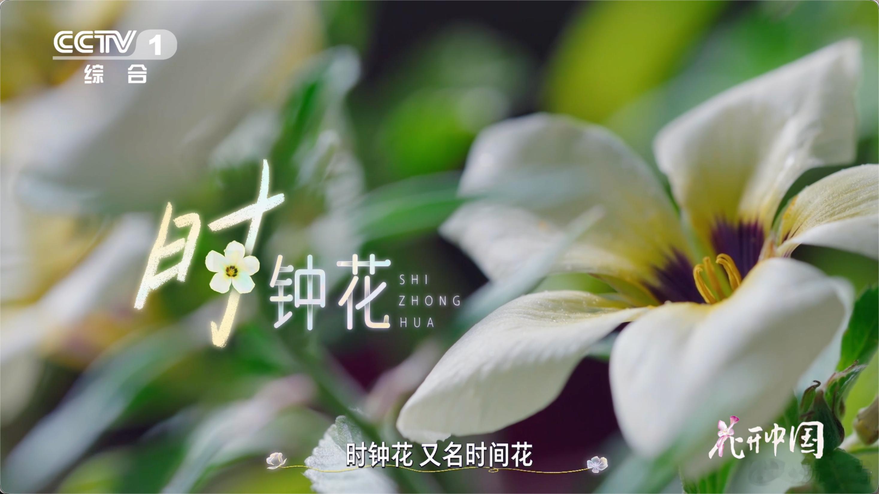 这种花的作息比我还规律植物界最强“自律王者”出现了 不用调闹钟、不看手表，这种花