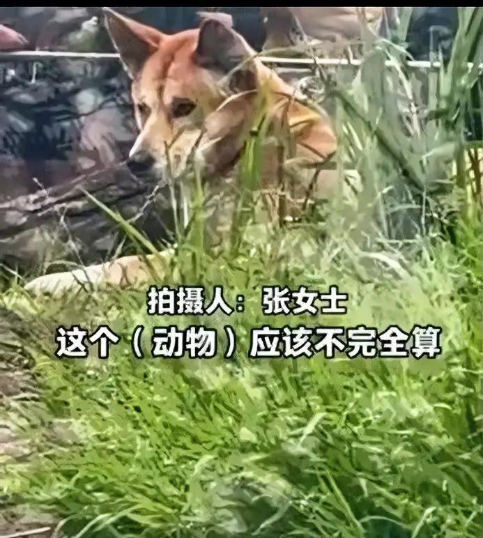万万没有想到，一女子去澳大利亚悉尼动物园游玩，期间就看到一个关着澳州野生犬的地方