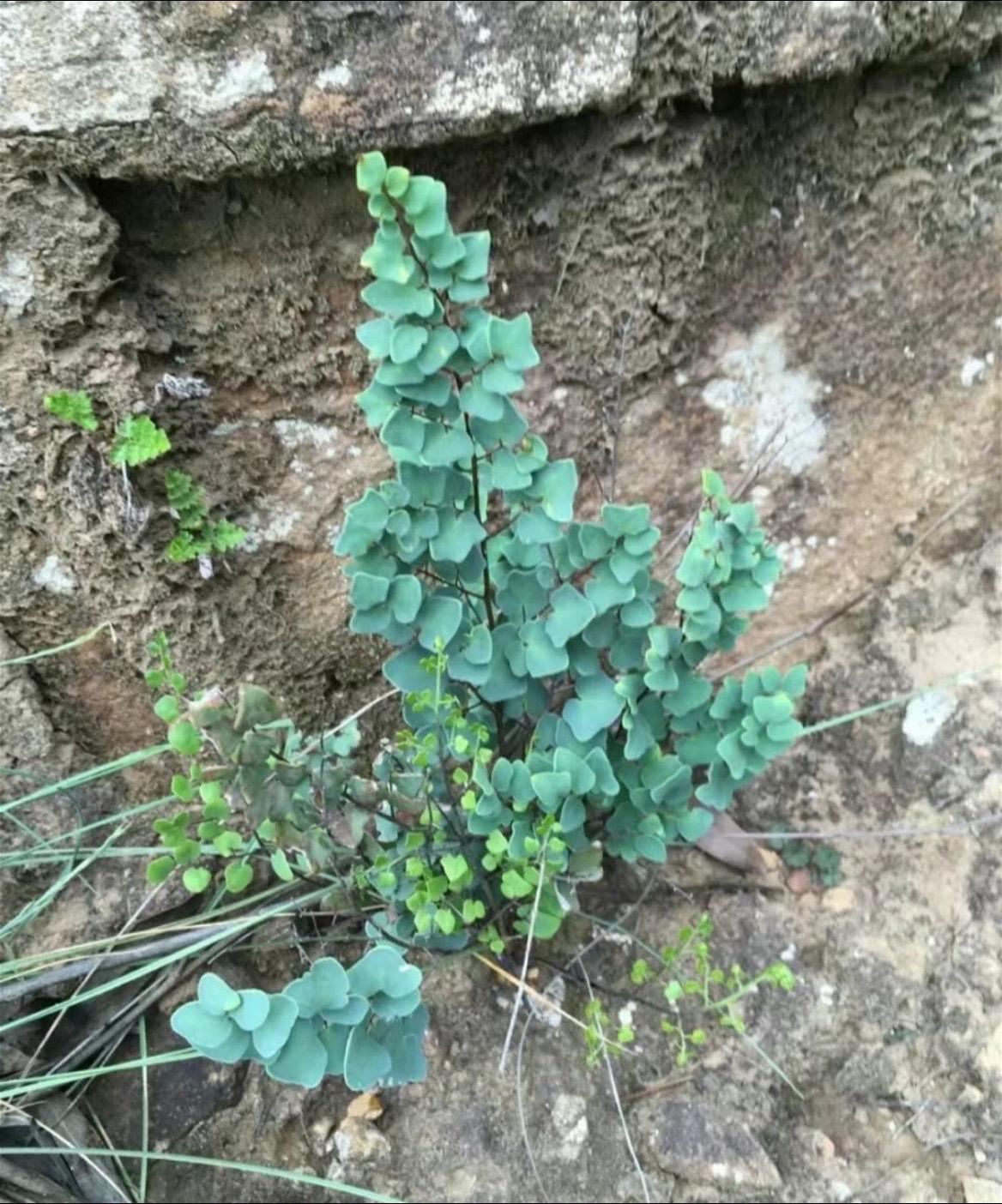 三角羽峭壁蕨，它很老，都老到战国去了一花一草一世界 让喜欢的事成为生活 好看的花