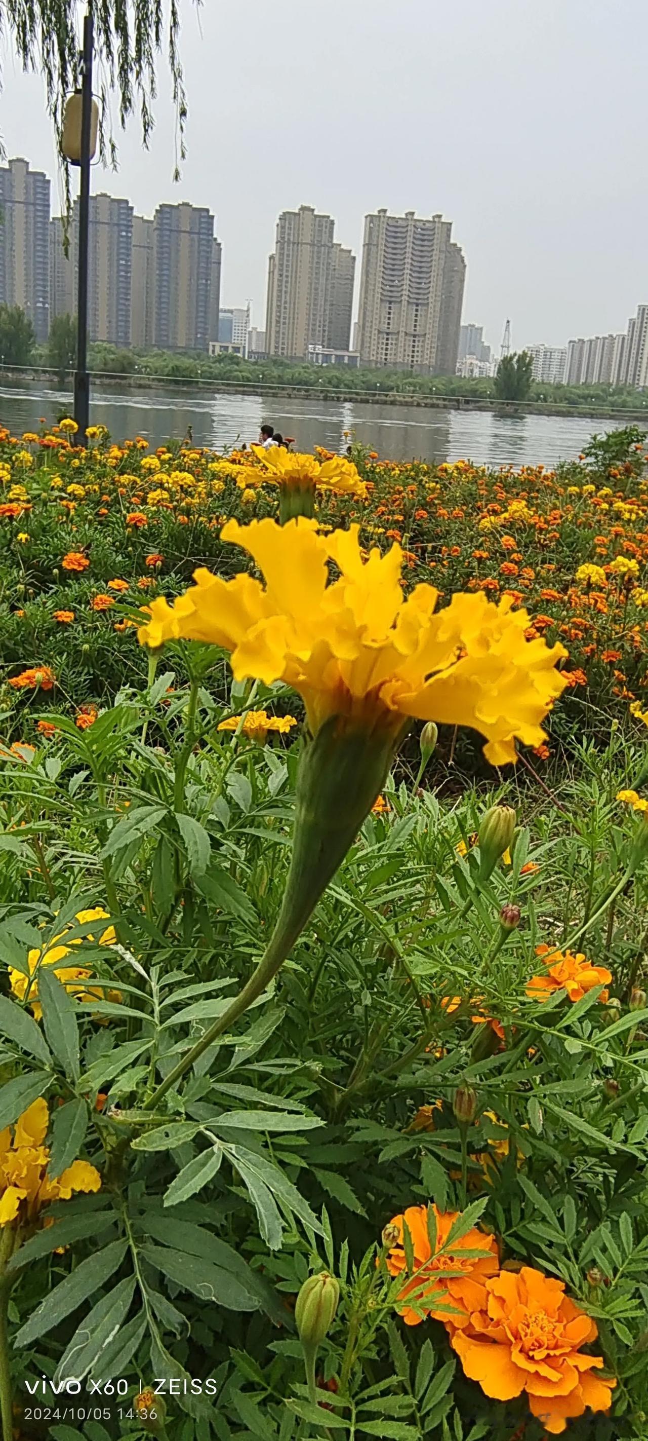 #分享你相册里面的小黄花#