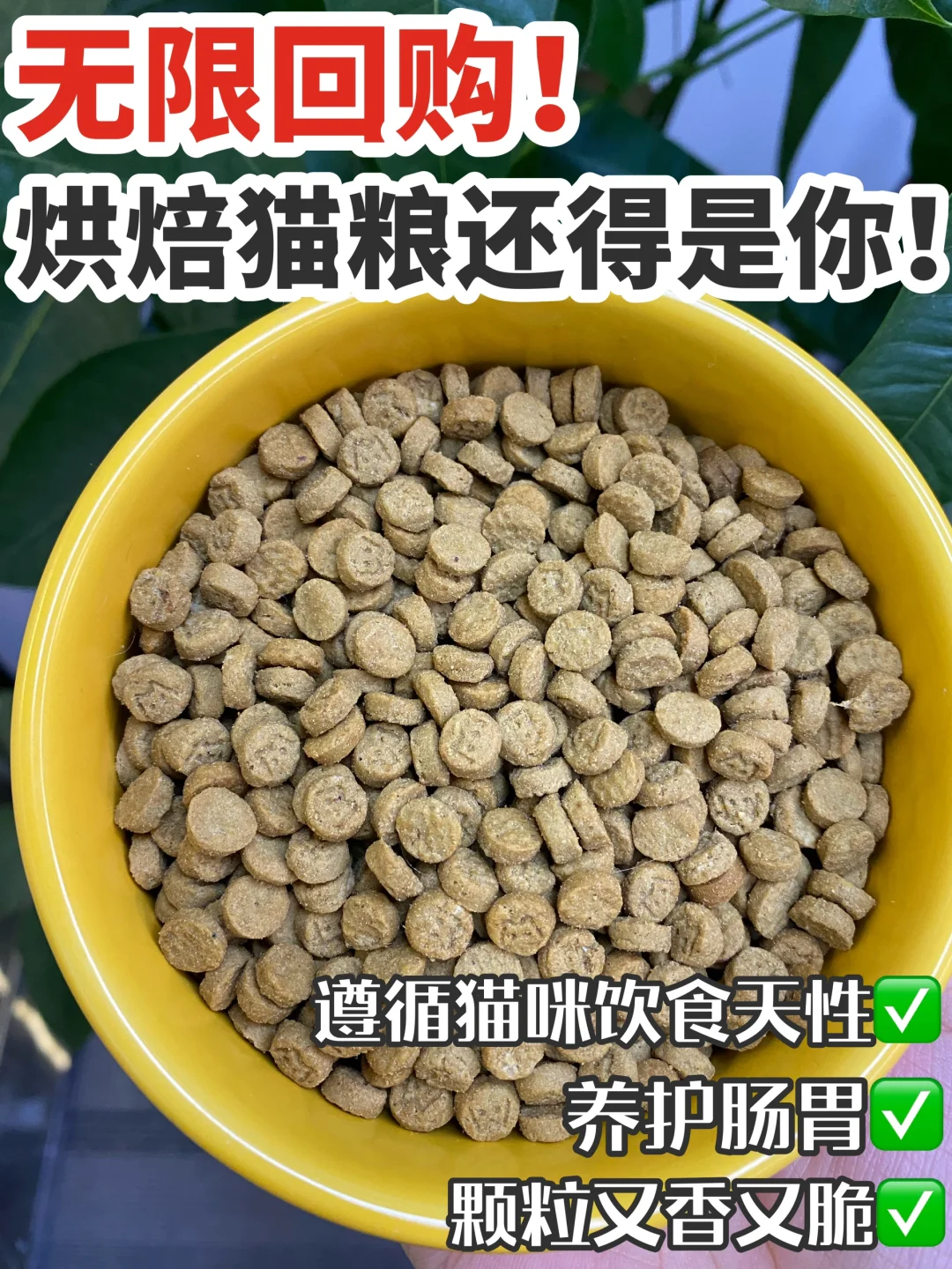 养猫老手无限回购的烘焙猫粮！真拿得出手