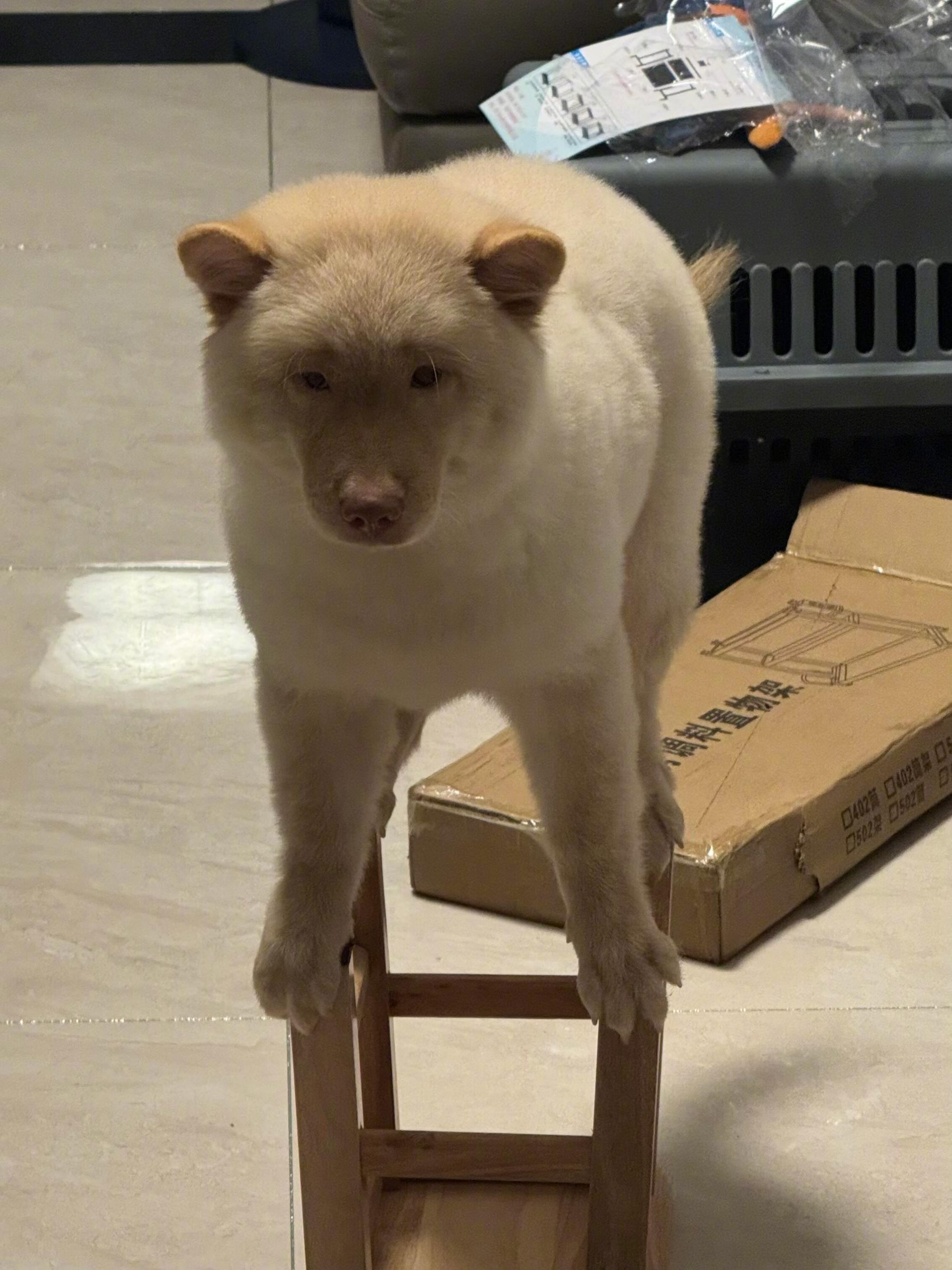 一只犯错惩罚站板凳的犟狗 ​​​