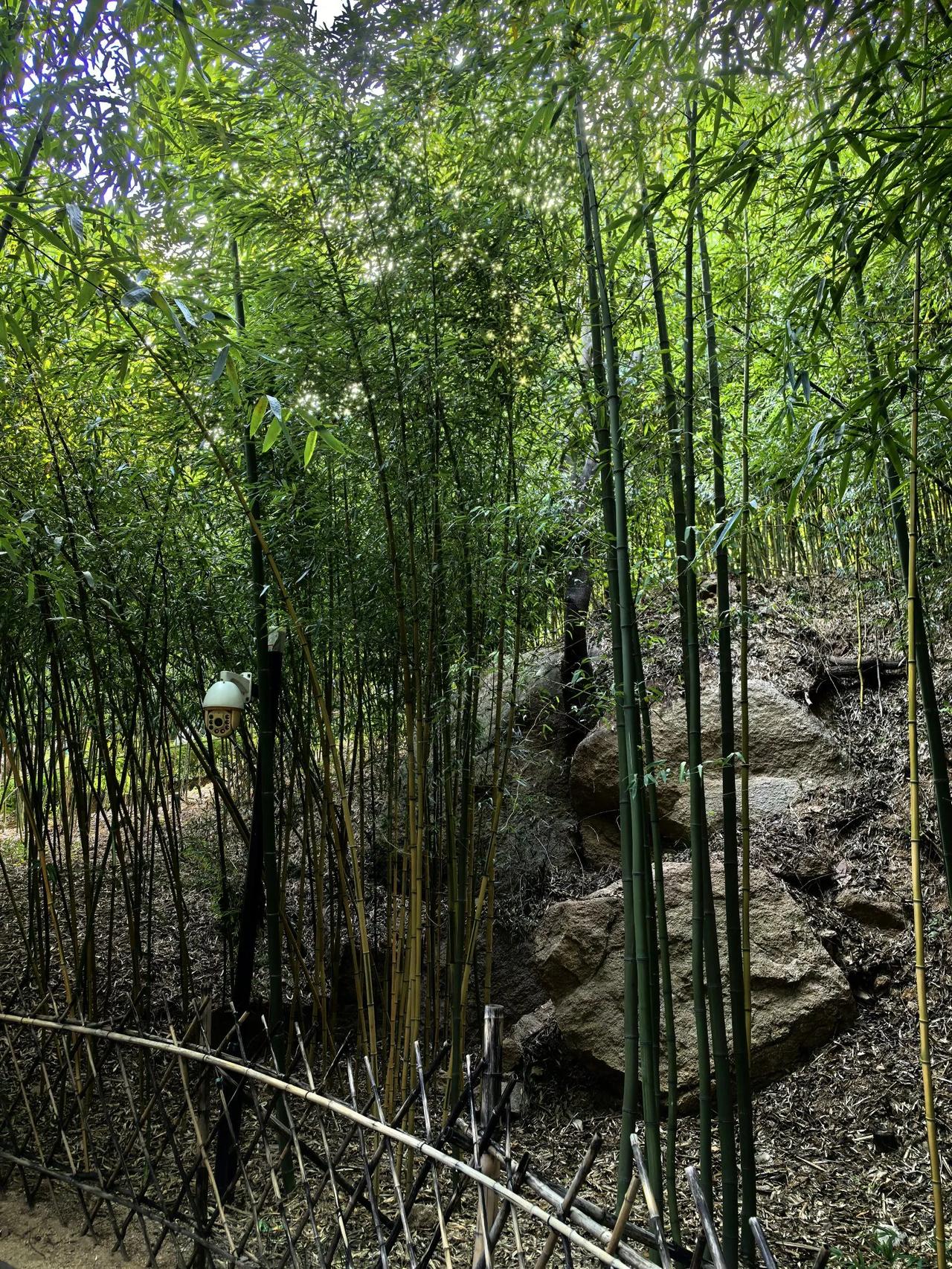 叙利亚发政府武装称，7日开始包围首都大马士革，有消息称，8日已经占领了首都，总统