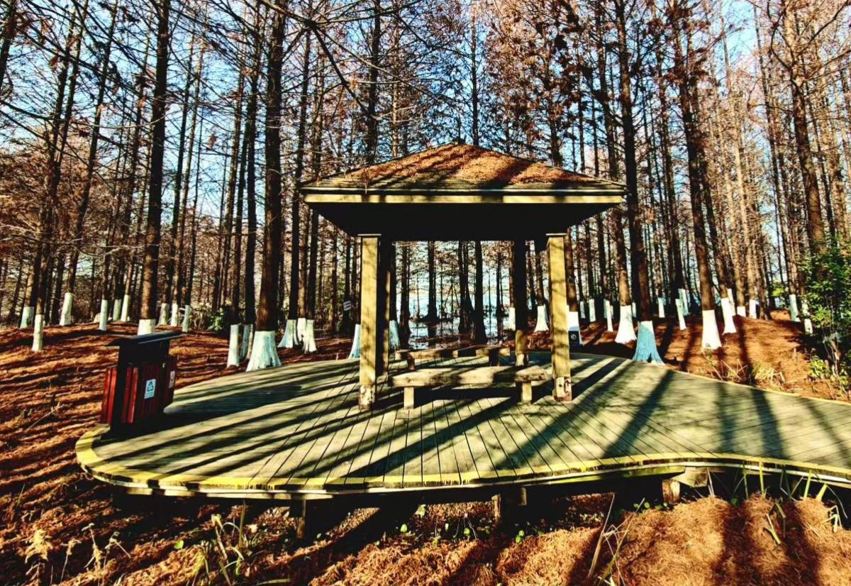 木亭把阳光筛成金线，落在栈道的木纹里，树林与枯叶私语，把秋冬的交界酿成静谧的诗。