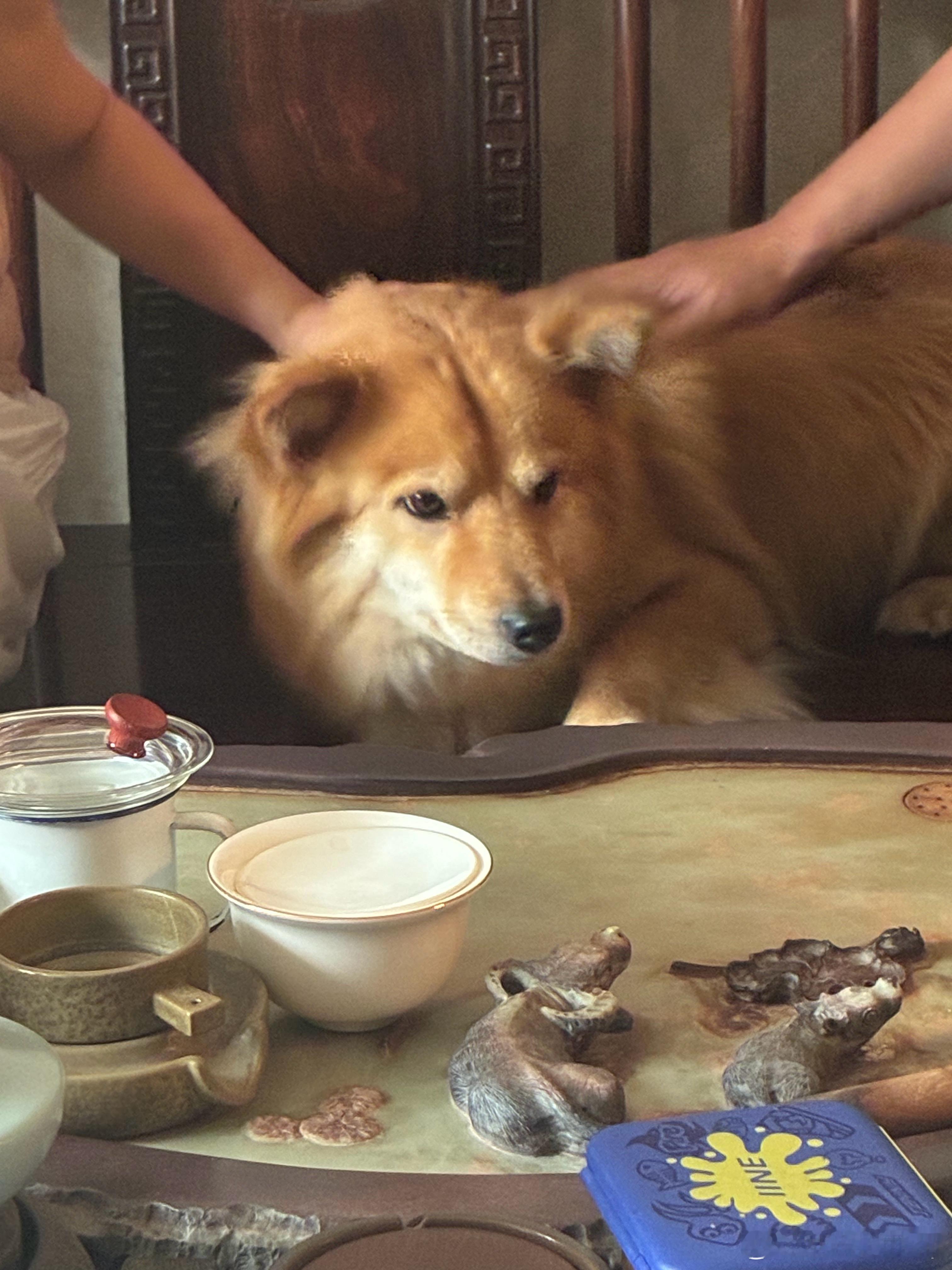 好可爱啊小猪 被我爸亲了还吐舌头 