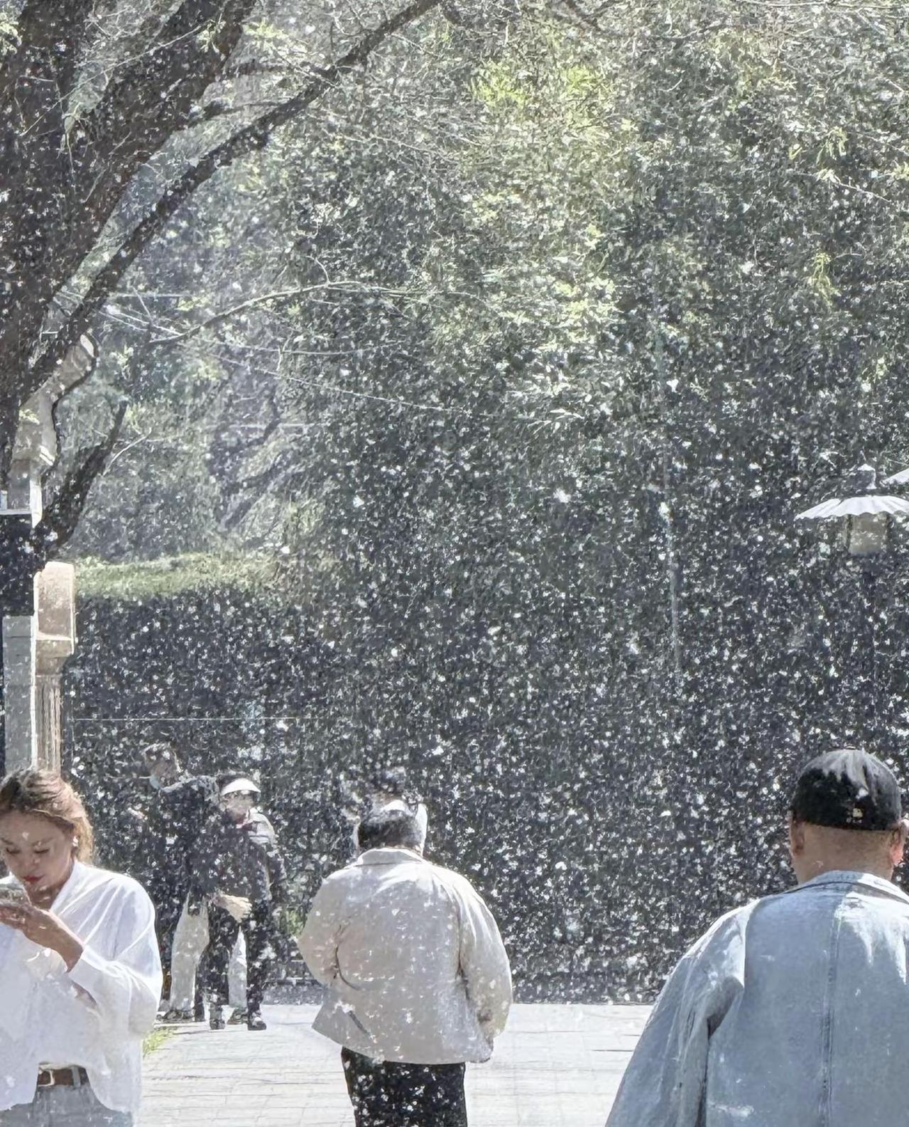 北京二环现状，这花粉过敏刚停药，又来北京二环现状，这花粉过敏刚停药，又来杨树毛，