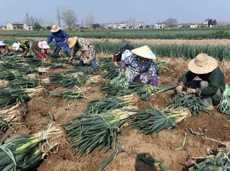 种地不赚钱？松滋横堤村靠大葱闯出致富新路
松滋老城镇横堤村的七百亩大葱迎来丰收，