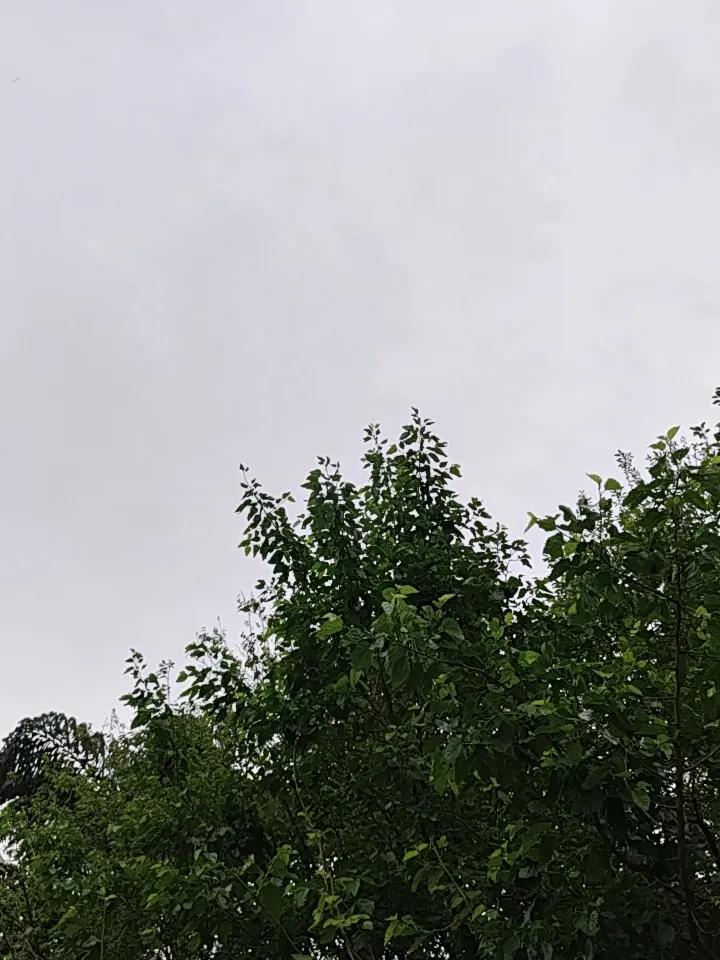 昆明终于阴天，感觉雨马上就要来了！最近这天气热得人直冒烟，走在街上就像进了蒸笼。