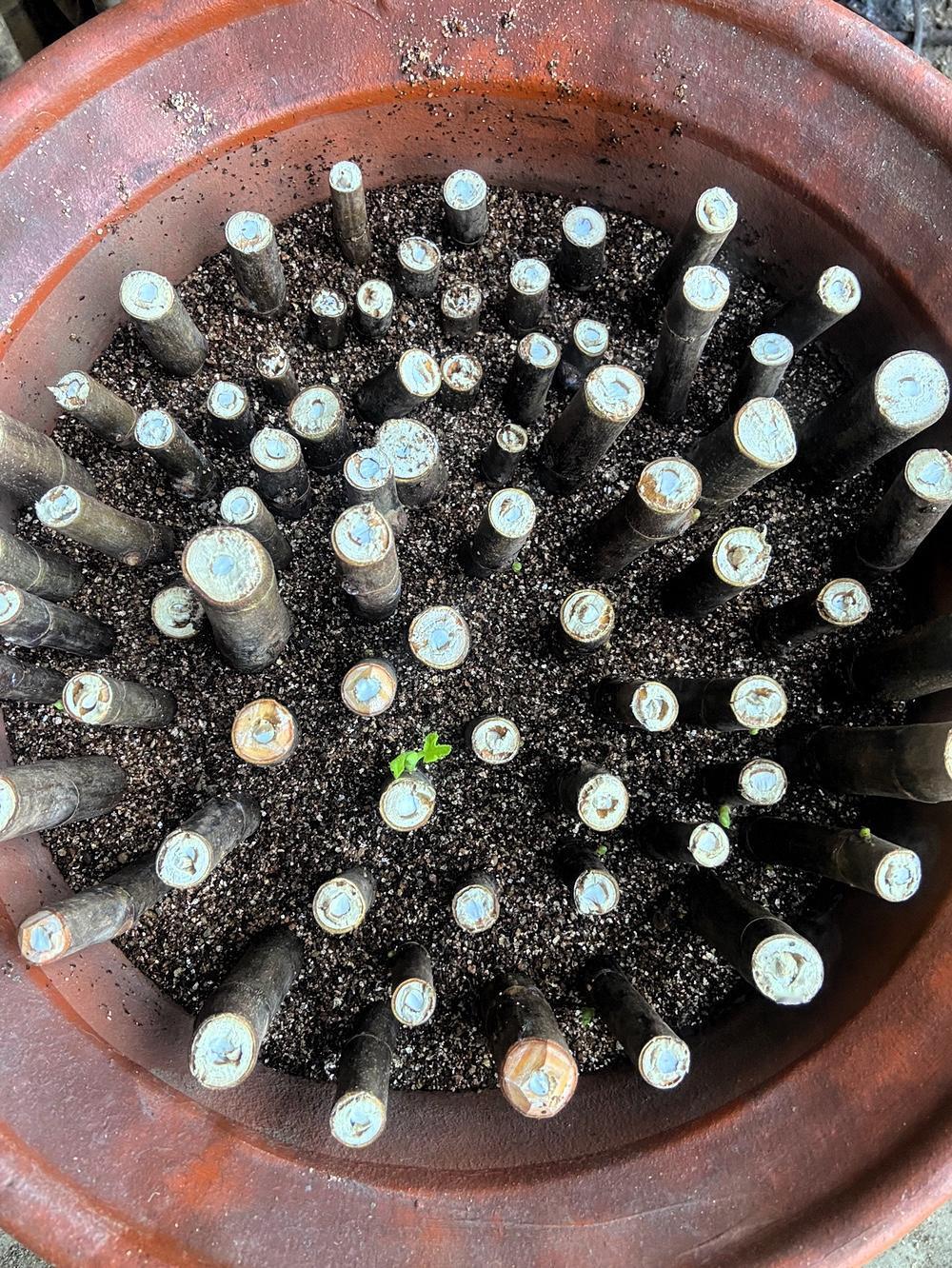 无花果真是“懒人果树的天花板”，不用买苗，一根枝条就能种出一棵。等来年挂果，就能