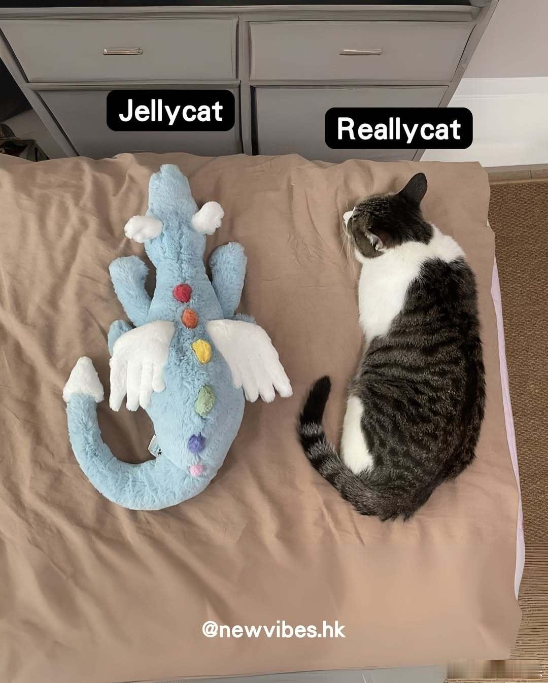 Jellycat vs Reallycatcr：newvibes.hk ​​​