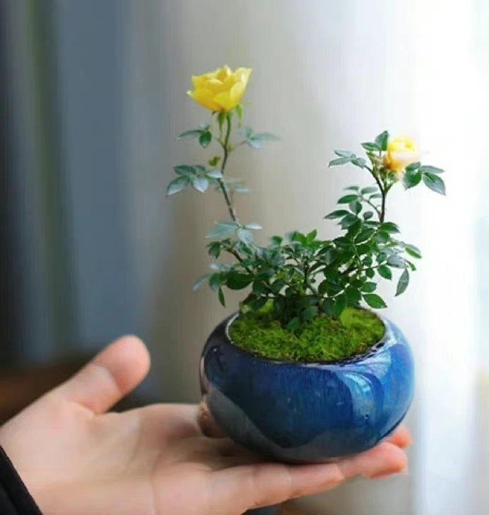 “今天飞花令｜主题【言、表】古诗词    ”                  